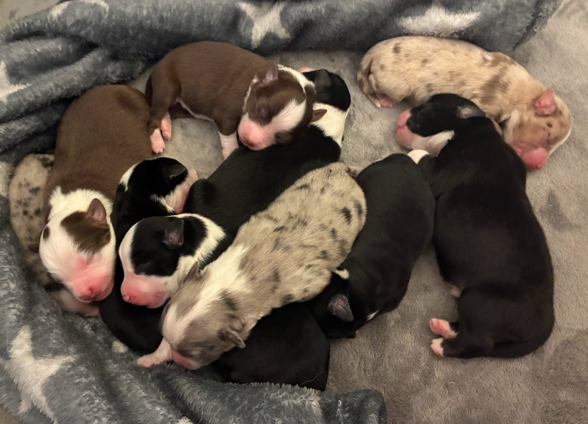 🐾 Naissance à La Bergerie d Oceloni 🐾
