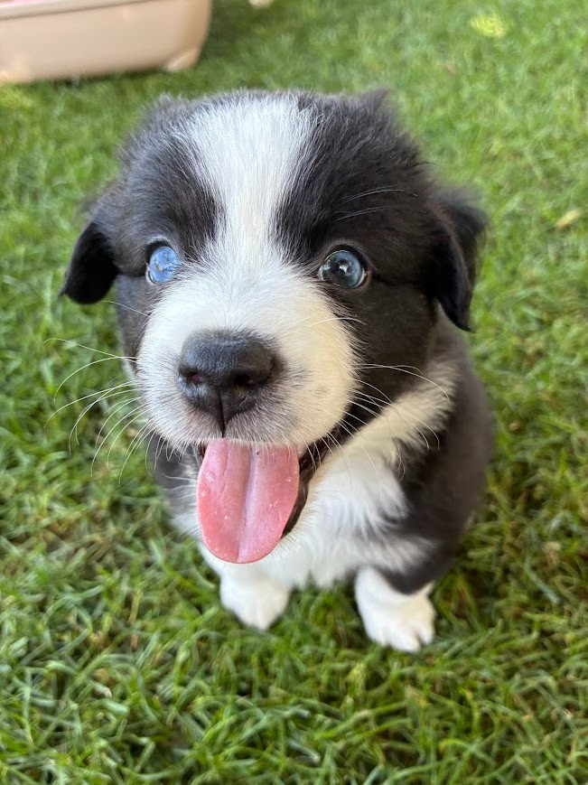 Une magnifique femelle BAM recherchent leur famille pour la vie❤
