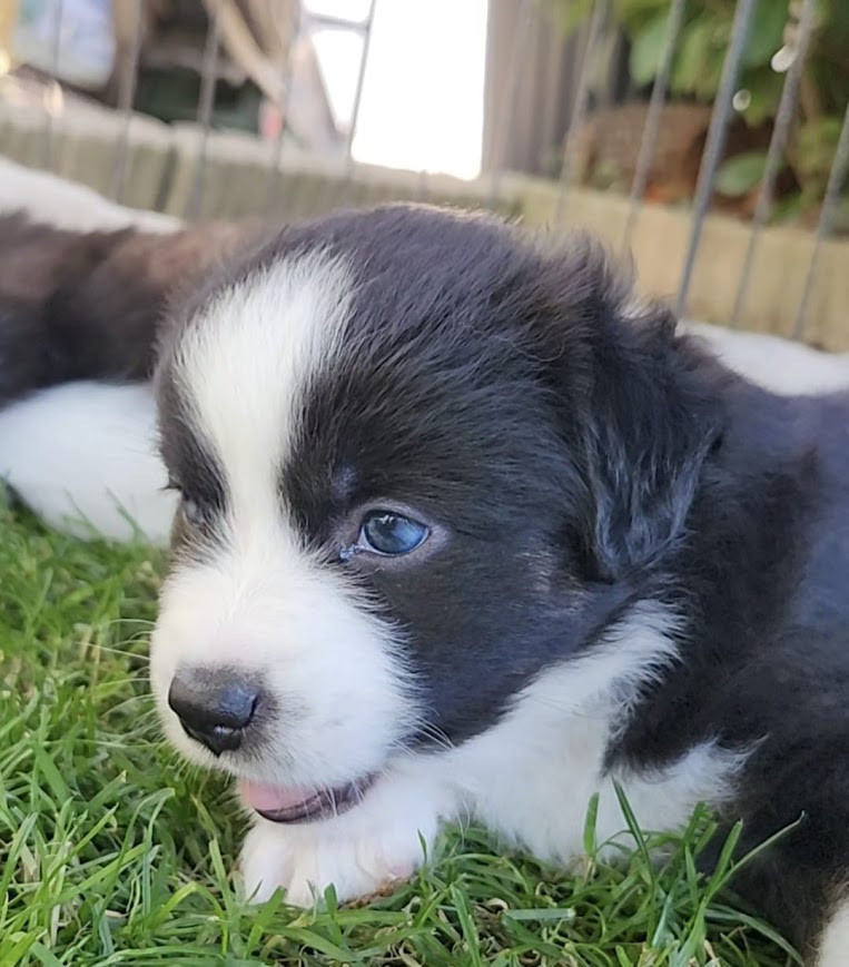 Nos Chiots nés à l'élevage