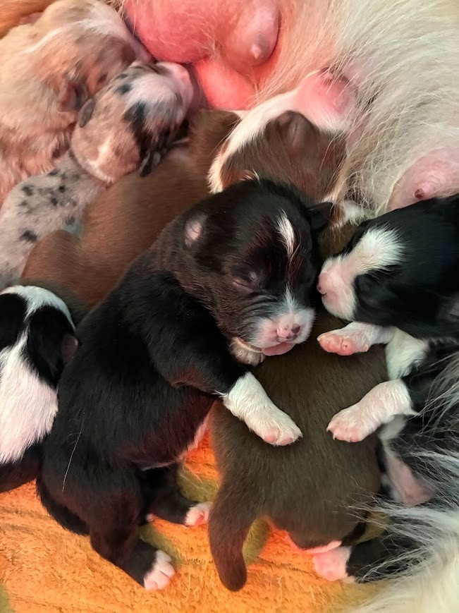 Chiot Berger Américain Miniature  De La Bergerie D'Océloni