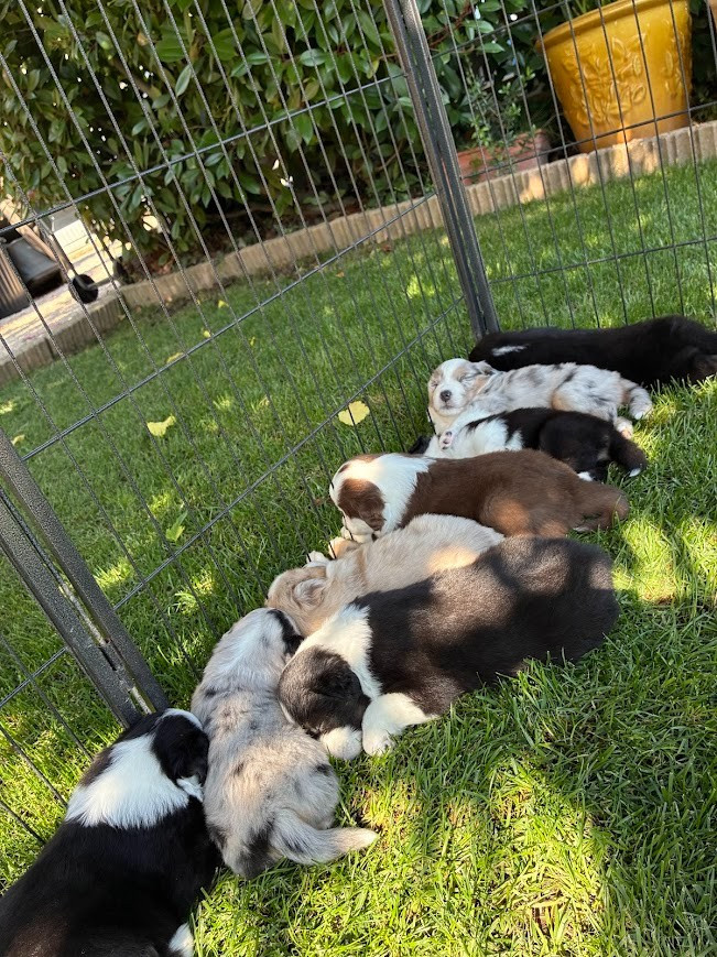 Chiot Berger Américain Miniature  De La Bergerie D'Océloni